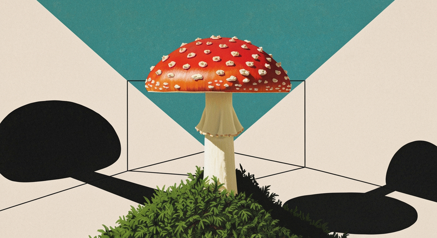 The Marvelous World of Fungi