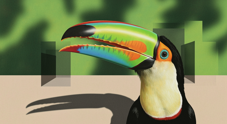 The Amazing World of Toucans