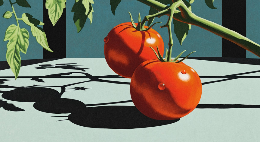 Tomato Cultivation Mastery