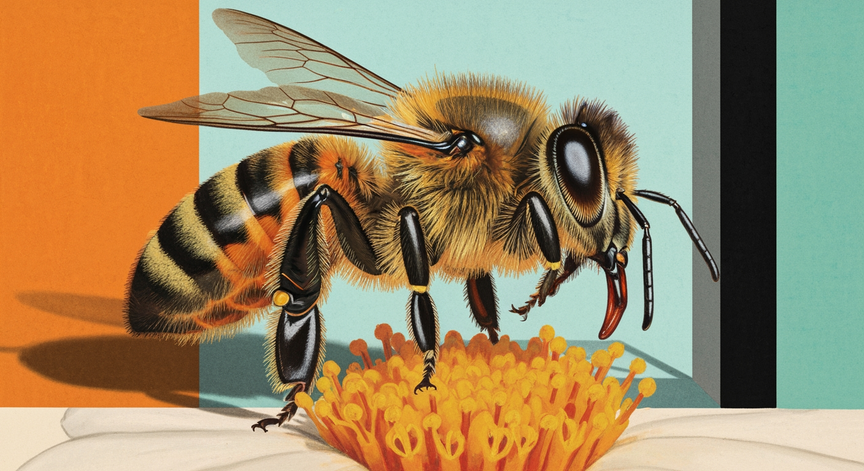 Bee Biology