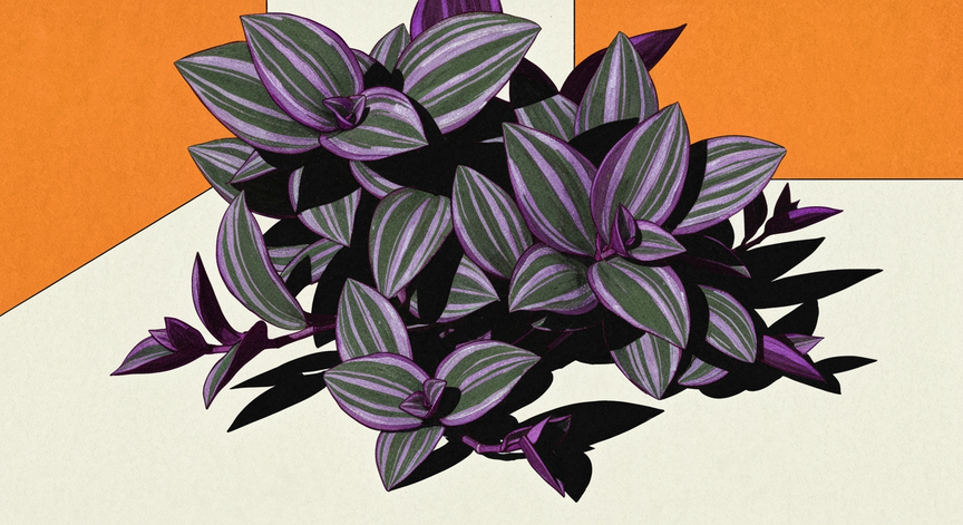 Wandering Jew Plant Trimming Guide