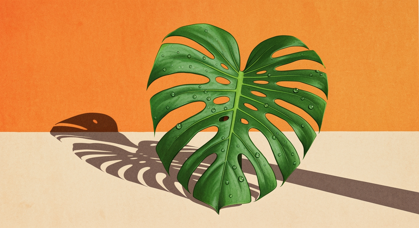 Custom Fertilizer for Monstera Deliciosa