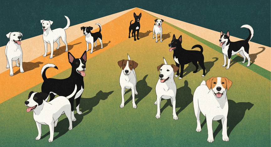 The Joys and Responsibilities of Dog Ownership