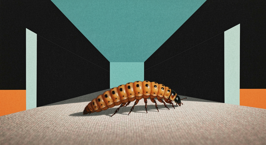 Carpet Beetle Control