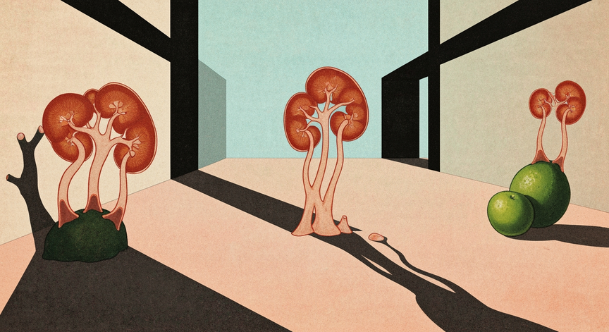 Diuretics and Kidney Function