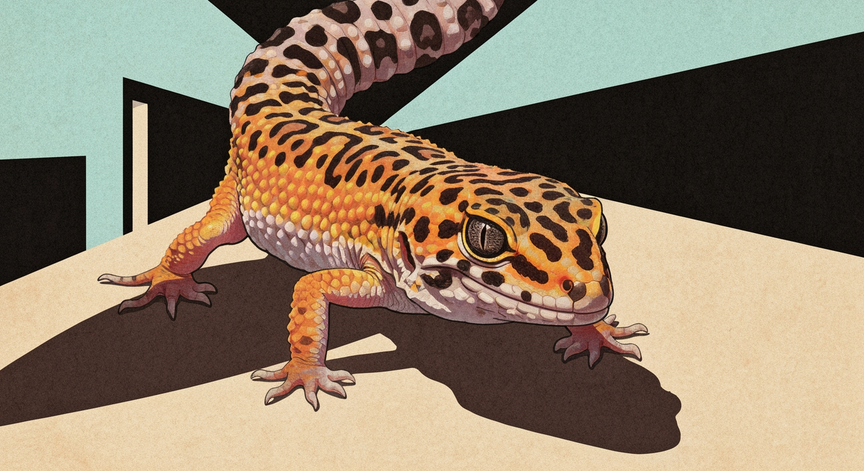 Leopard Gecko Breeding Basics
