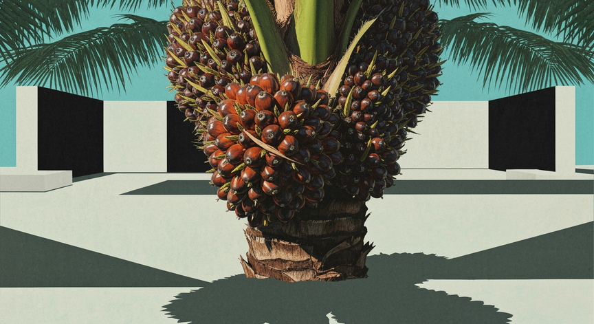 Oil Palm Cultivation and Yield Calculation