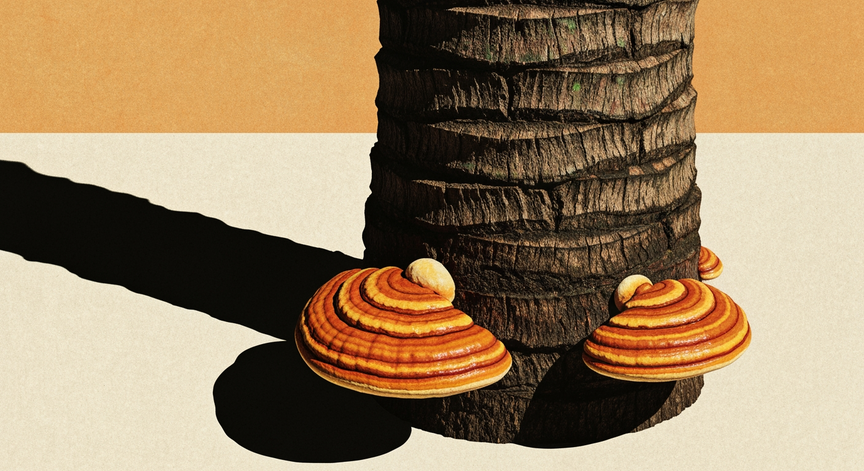 Ganoderma Census in Oil Palm