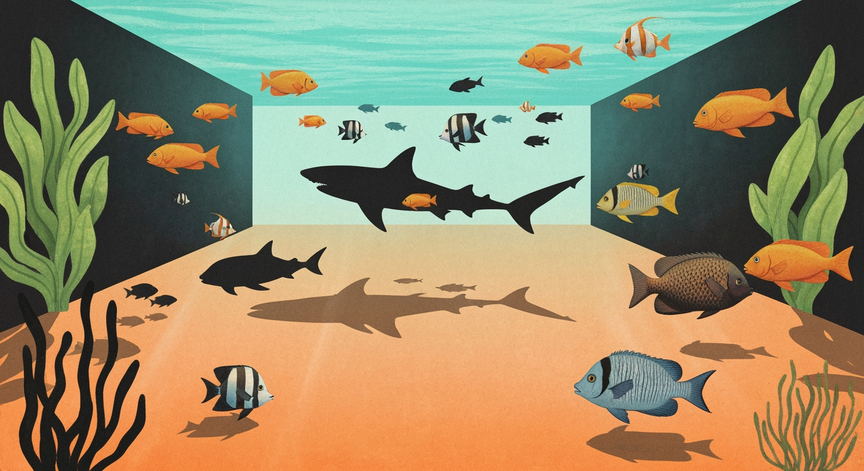 Sharks Marine Marvels