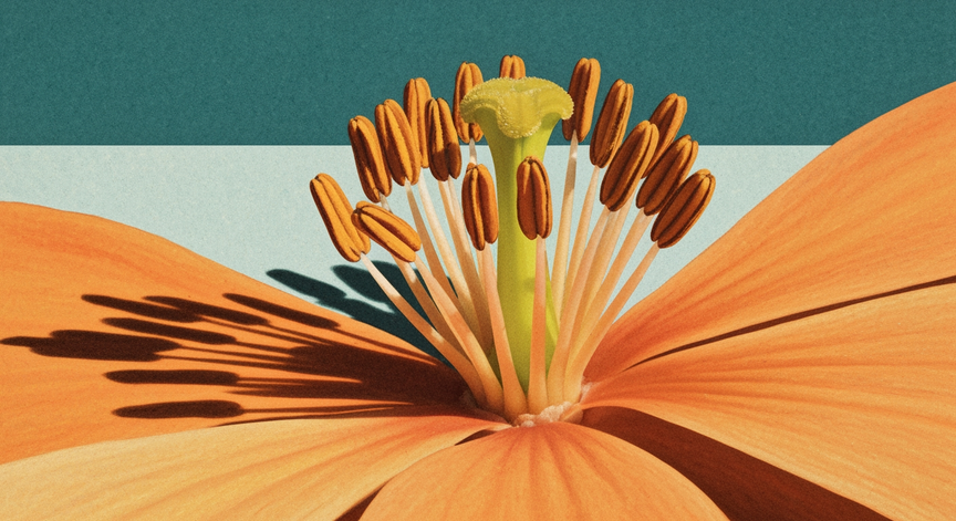 Flowering Plant Morphology