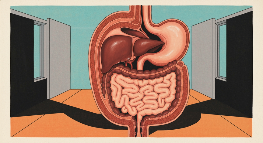 Digestive System Explained