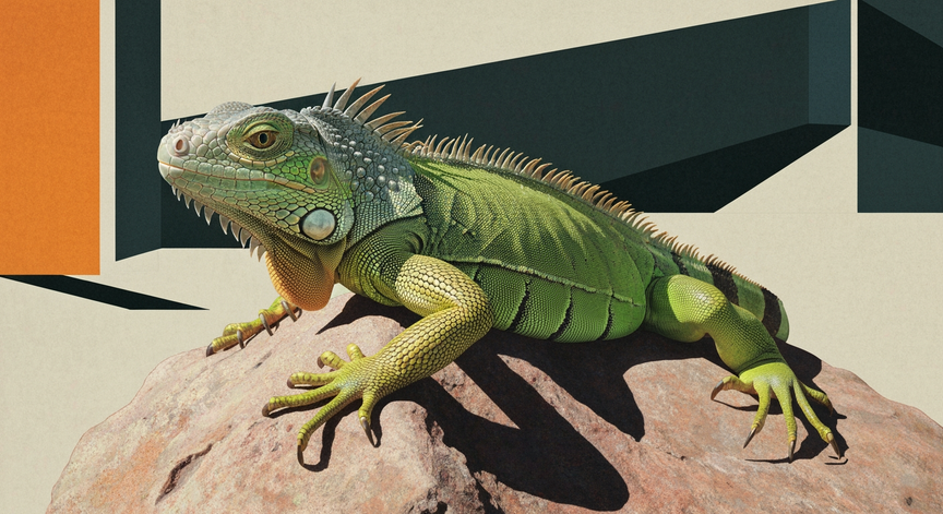 Reptile Diversity and Ecology
