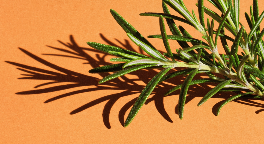 Rosemary Antioxidants Unveiled