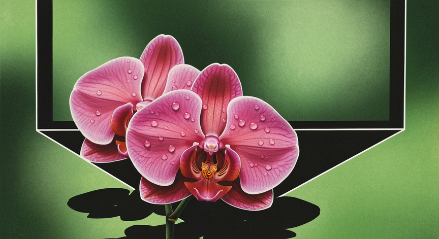 Orchid Photosynthesis Explained
