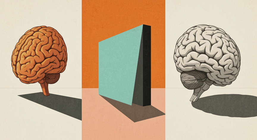 Cerebral Cortex Functions