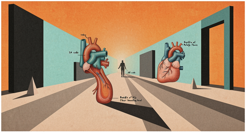 Heart's Electrical Conduction System
