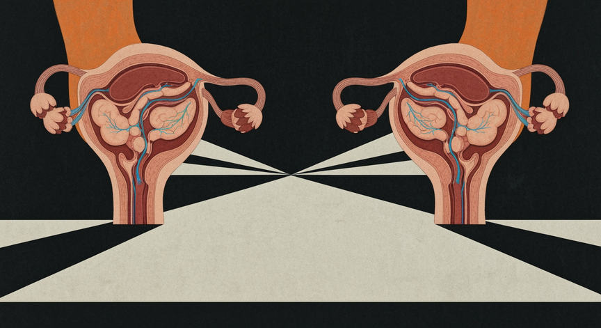 Advanced Reproductive System Anatomy and Function