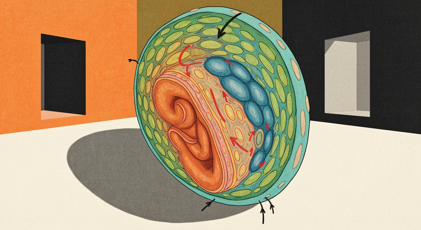 Gastrulation Mechanisms in Model Organisms