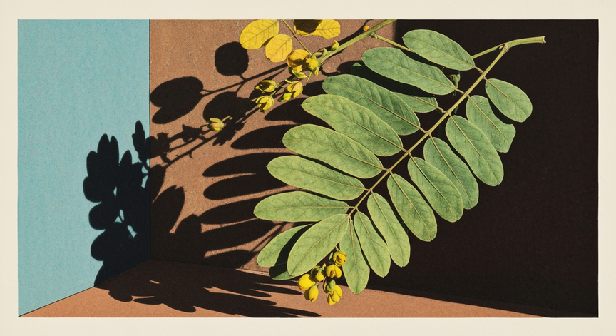 Exploring Senna Leaf