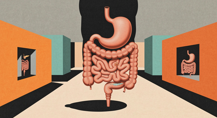 Physiologie Digestive Expliquée