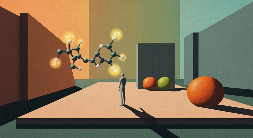 Advanced Dynamics of the Krebs Cycle