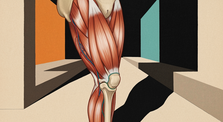 Anatomy and Mechanics of the Anterior Thigh