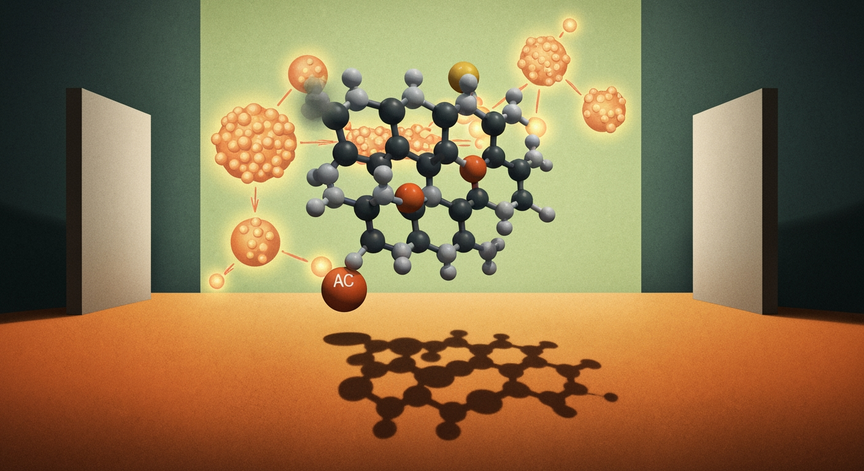Metabolism of Amino Acids and Nitrogen Flux