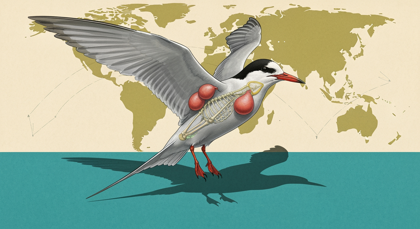 Avian Mastery and Conservation Science