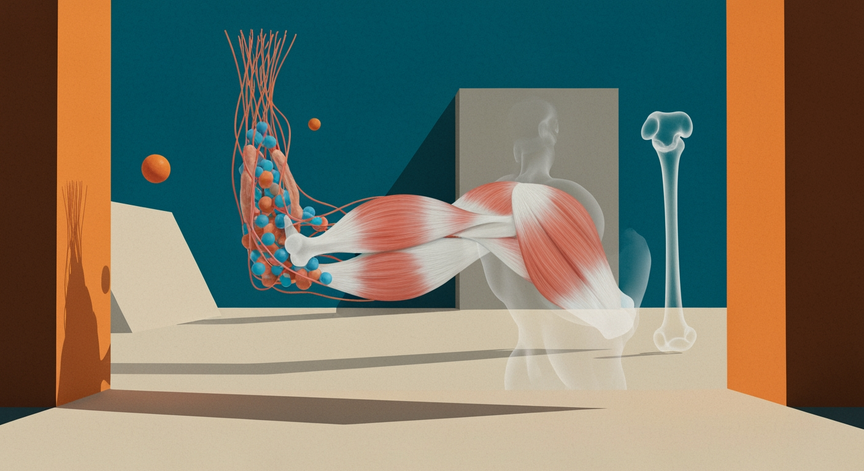 Human Locomotion and Muscular Physiology