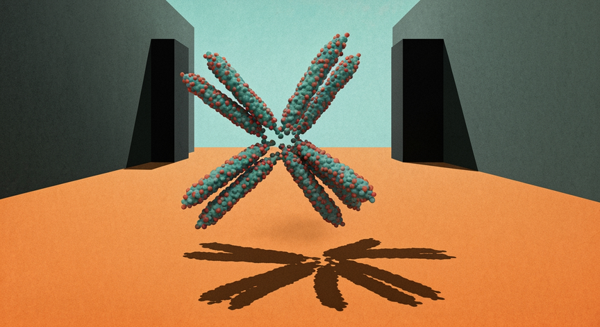 Molecular Dynamics of Allelic Segregation