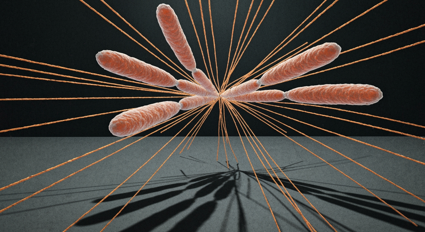 Molecular Mechanisms of Mendelian Segregation