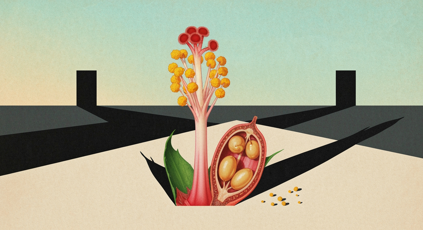 Advanced Sexual Reproduction in Angiosperms