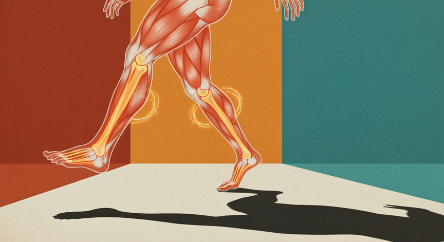 Functional Anatomy and Mechanics of Human Gait