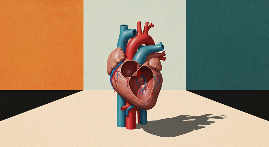 Dynamics of the Human Circulatory System