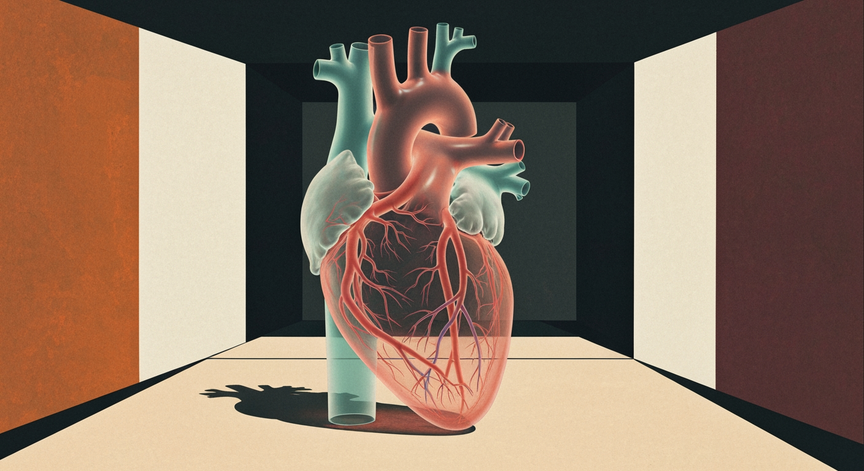 Dynamics of the Human Circulatory System