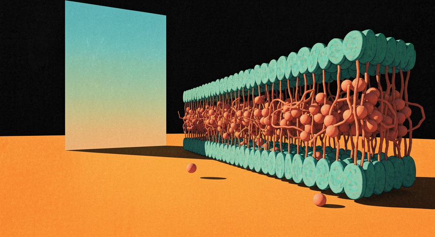 Architecture and Dynamics of the Plasma Membrane