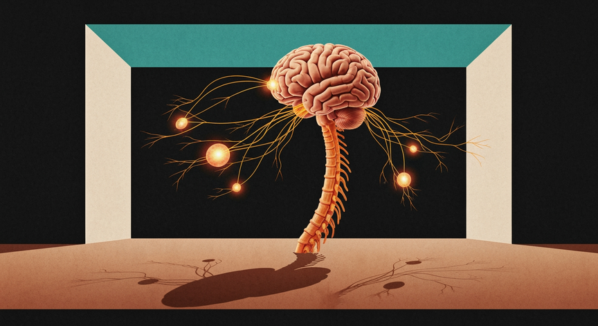 Human Physiological Control and Coordination