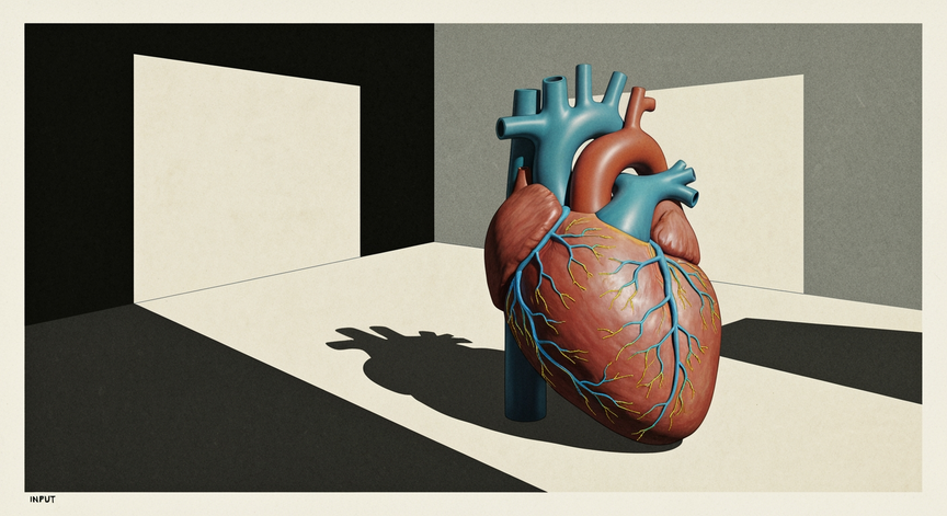 Mechanics and Regulation of the Human Heartbeat