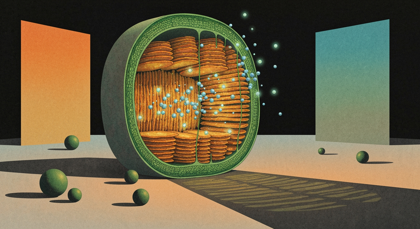 Mechanics of Plant Energy Production