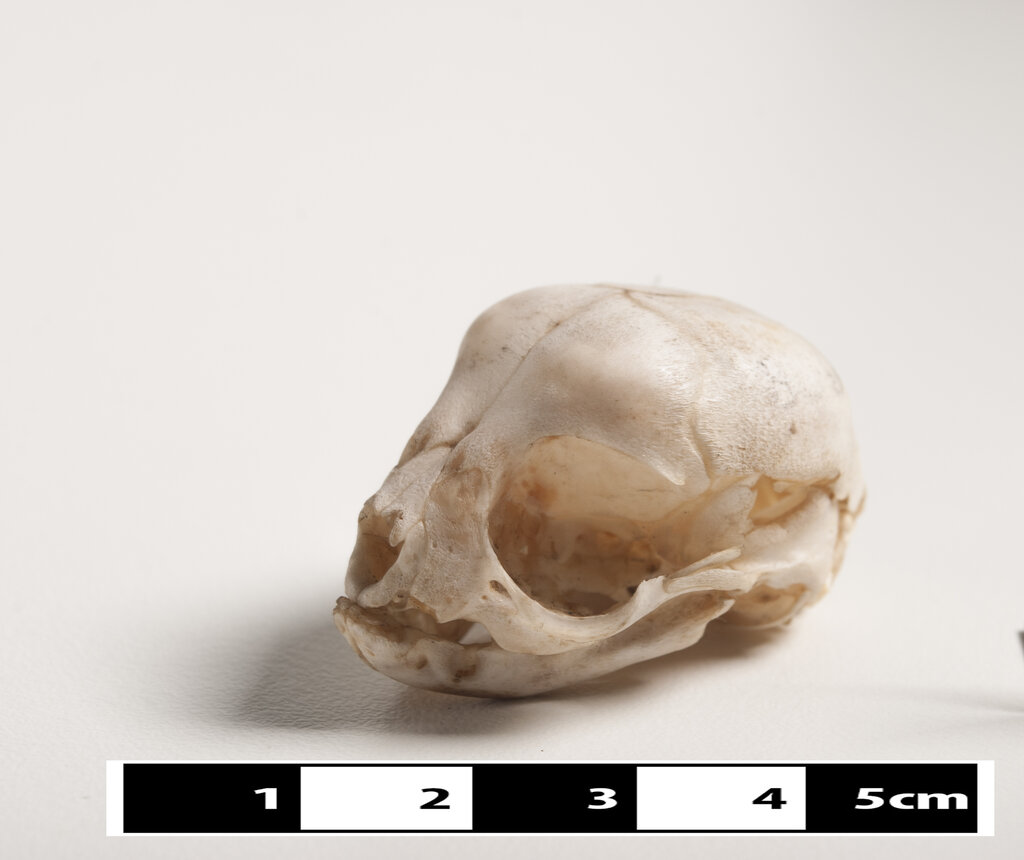 Lesson image