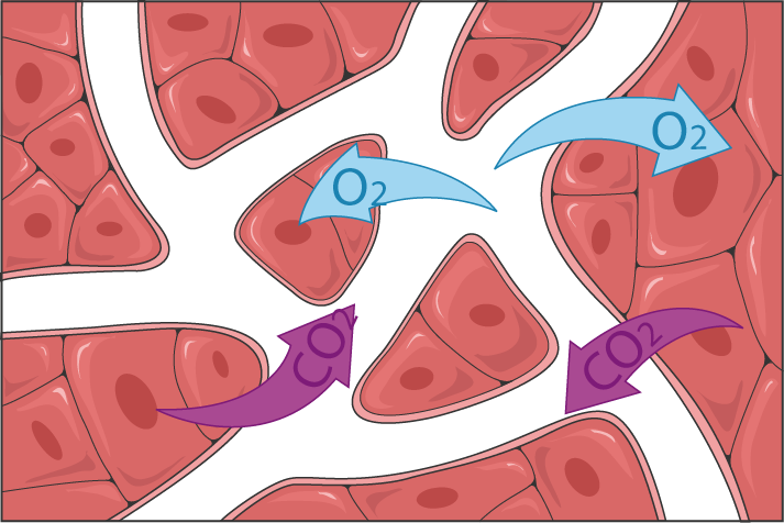 Lesson image