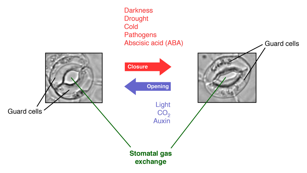 Lesson image