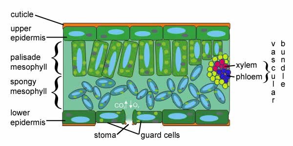 Lesson image