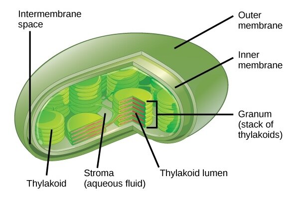 Lesson image