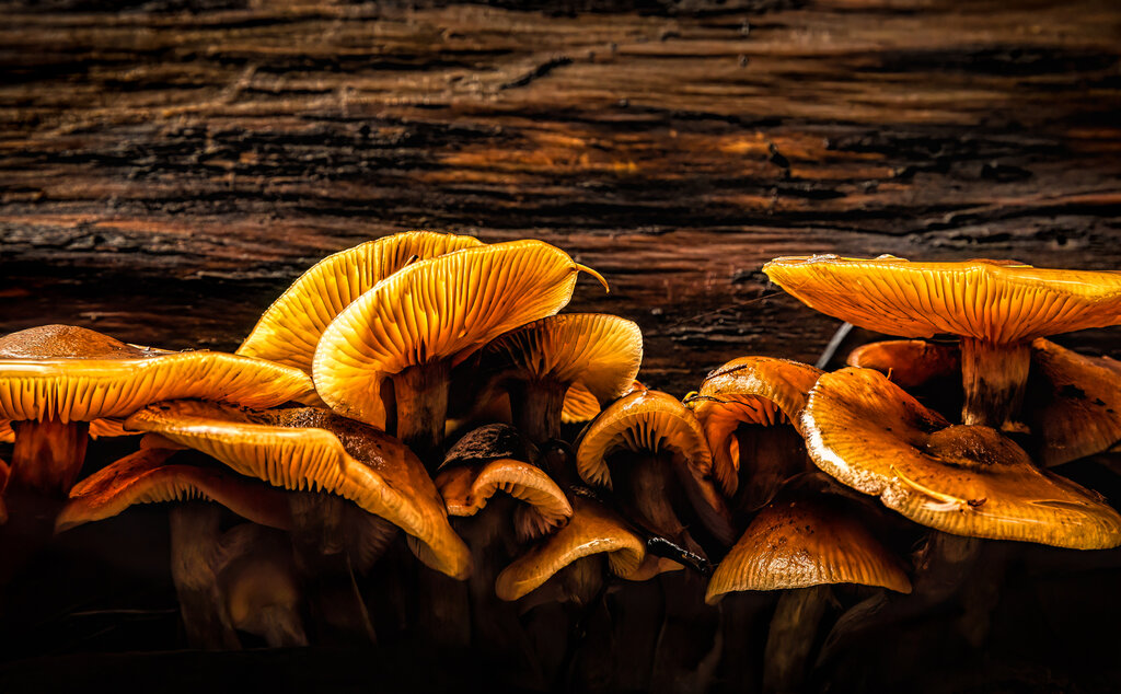 Lesson image