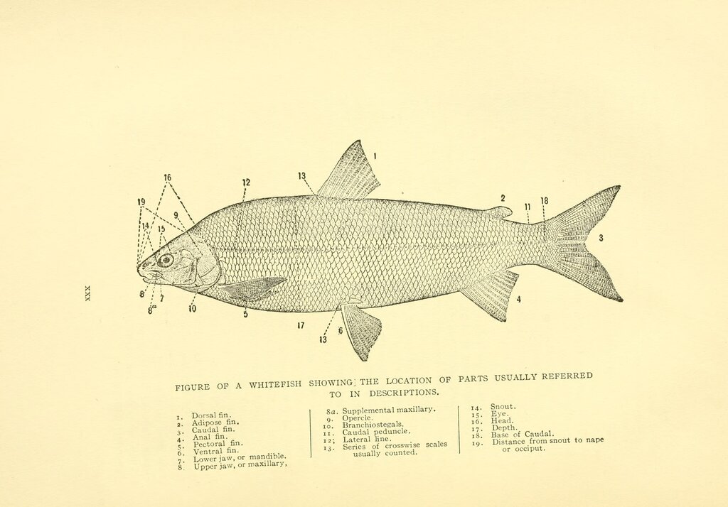 Lesson image