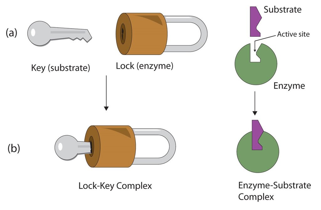 Lesson image