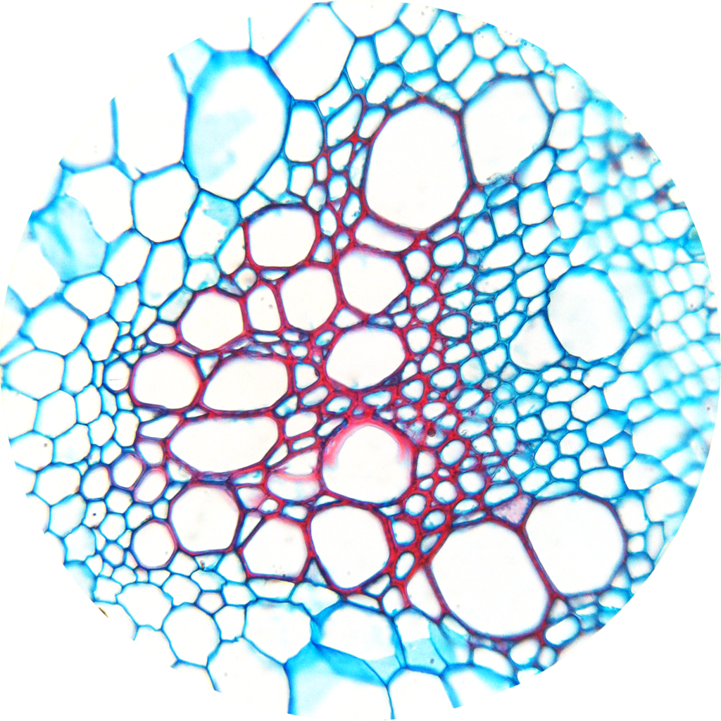 Lesson image