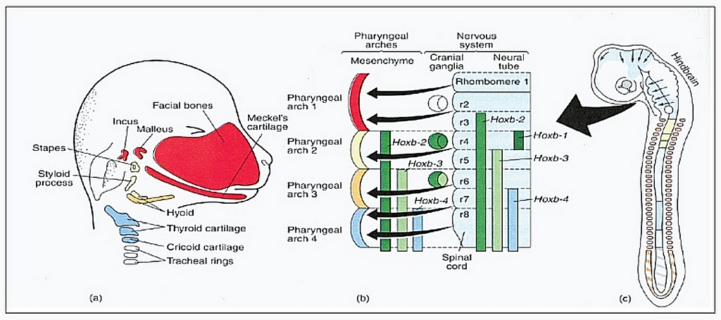 Lesson image