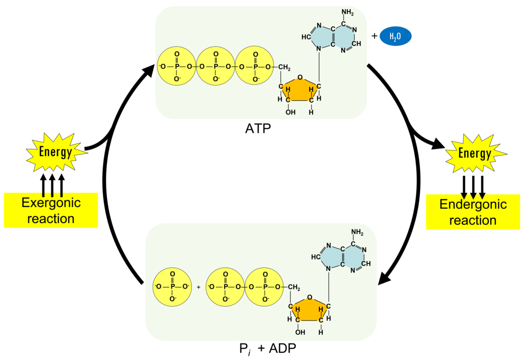 Lesson image